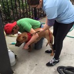 Our fabulous groomer and USF volunteer getting wet