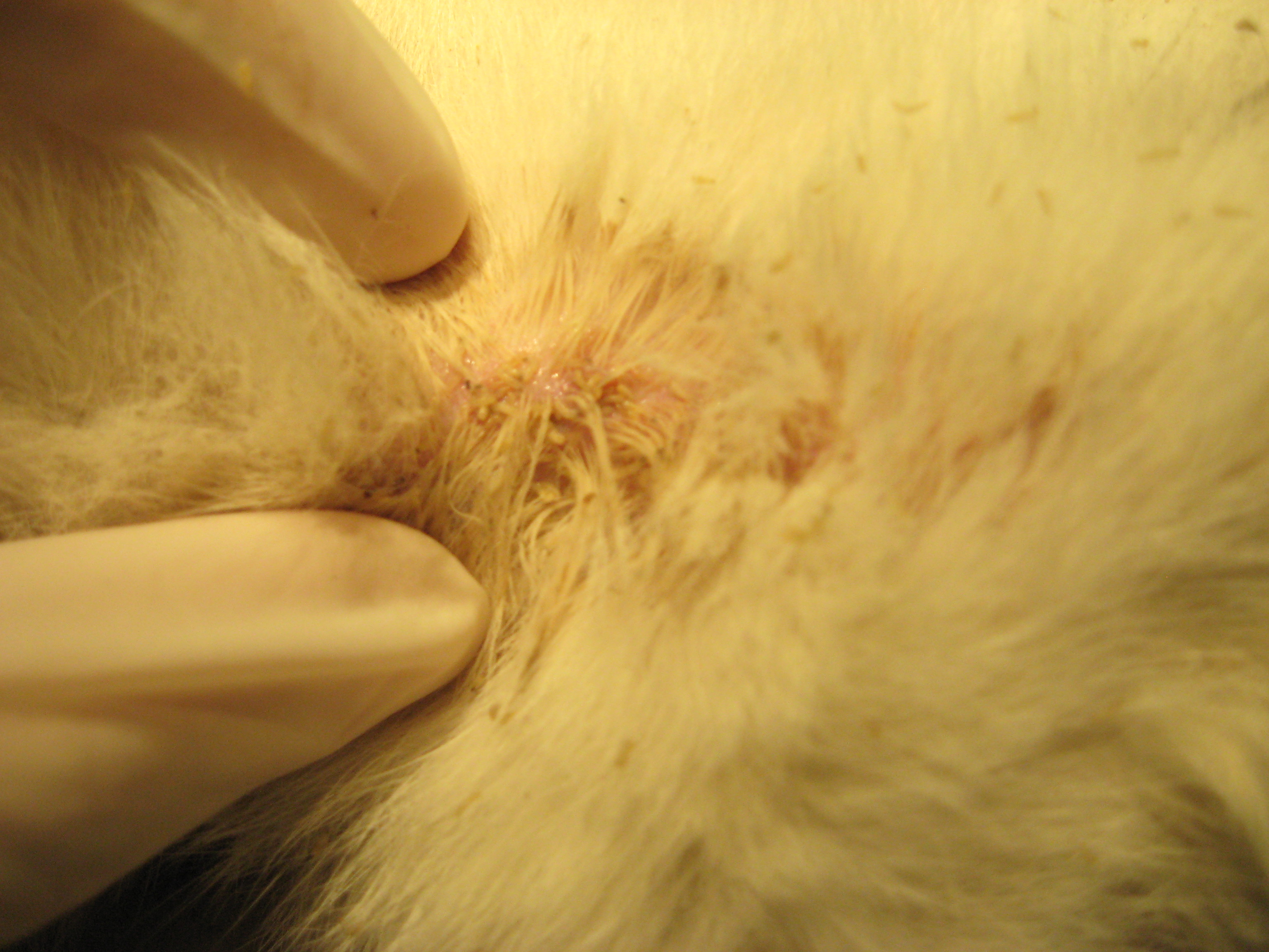 Lice covering the wounds of a feral cat HAHF