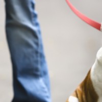 Bulldog on leash.